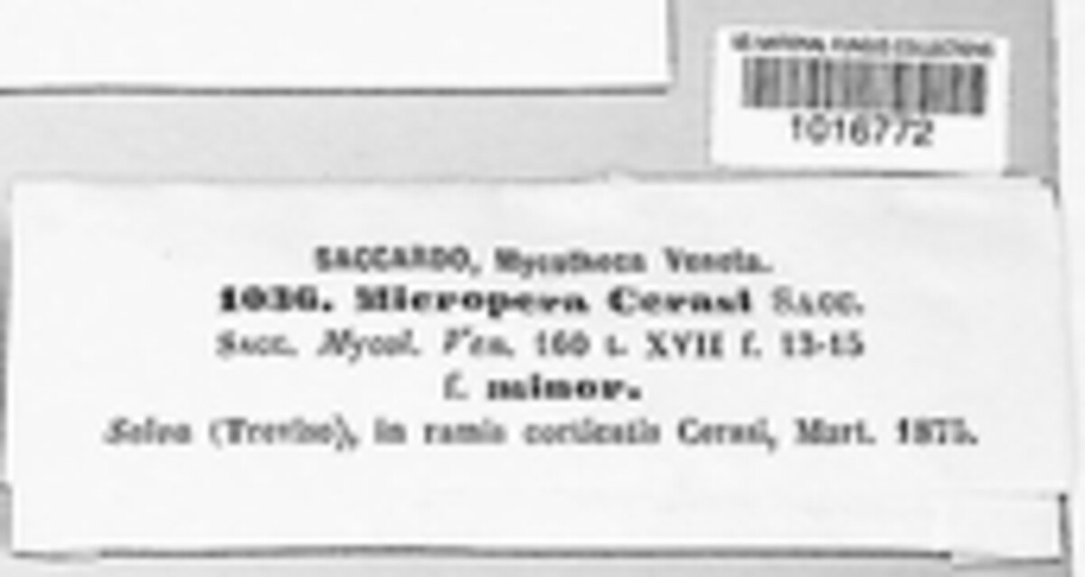 Micropera cerasi image